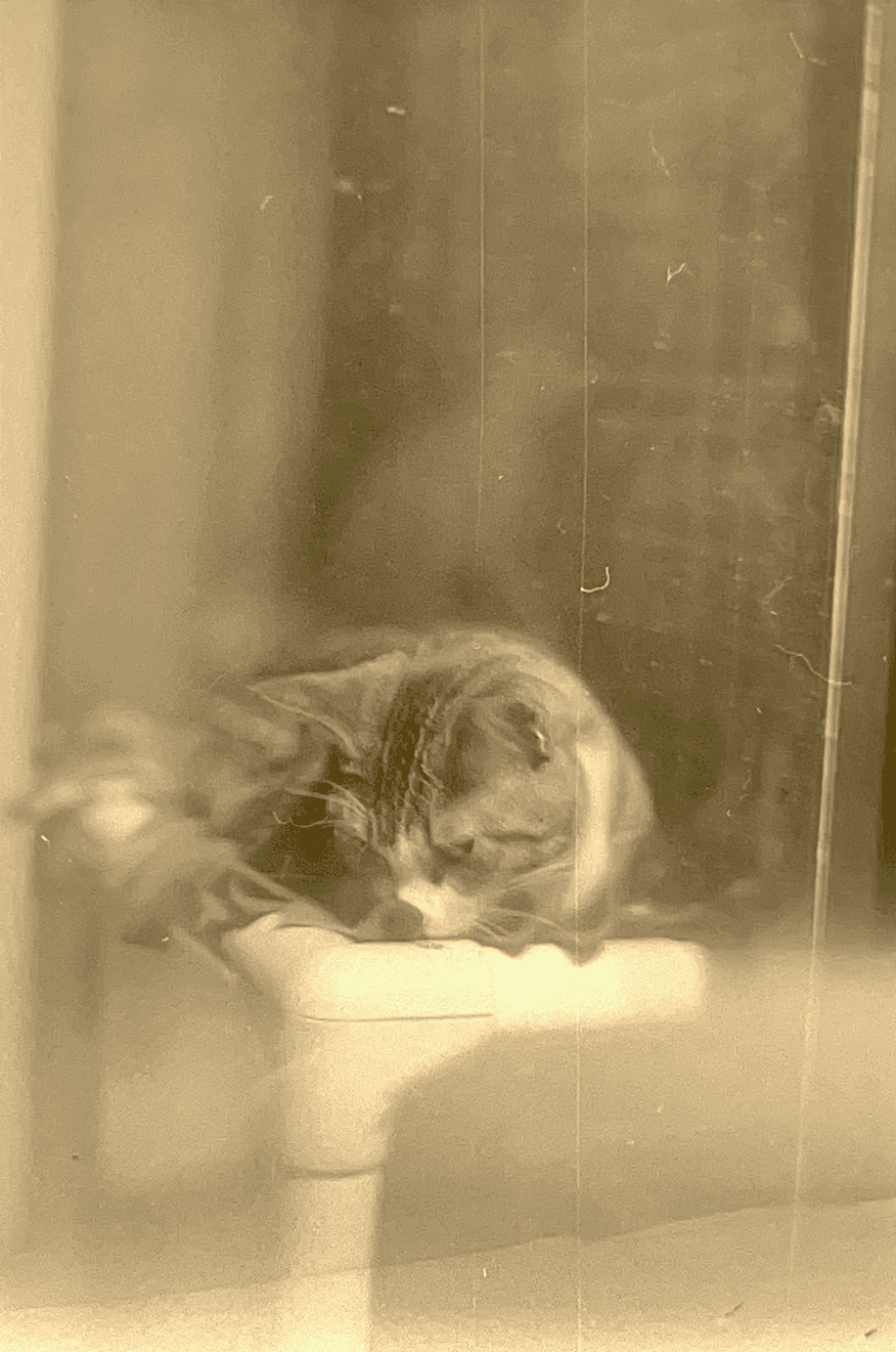 Cat up for adoption - Ilford HP5 Plus 400