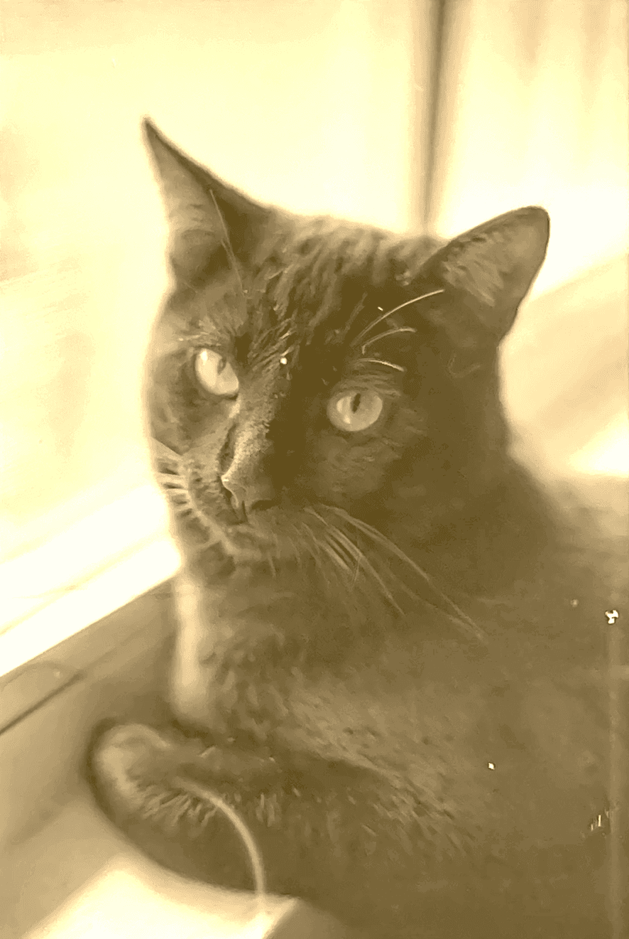 Friends Cat (I really like cats) - Ilford HP5 Plus 400