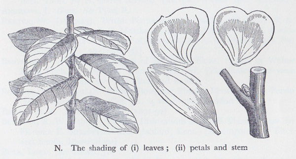 Scientific sketch of a plant